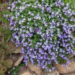 Fleurs - Aubriétia Roi des Bleus - face recto
